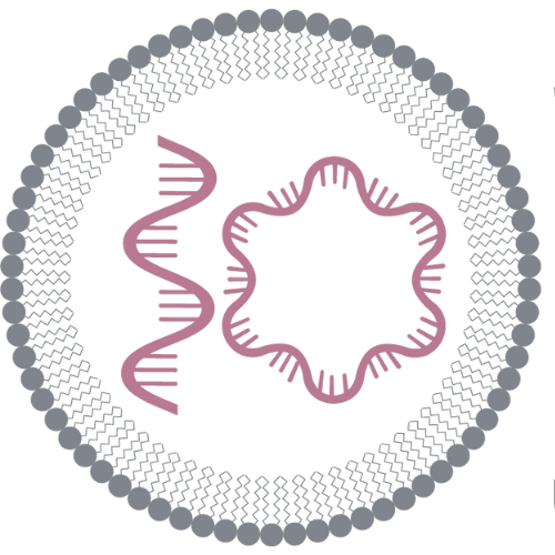 4th Circular Self-Amplifying RNA Therapeutics Summit 2025 - logo 4th Next Generation RNA Therapeutics Summit 2025